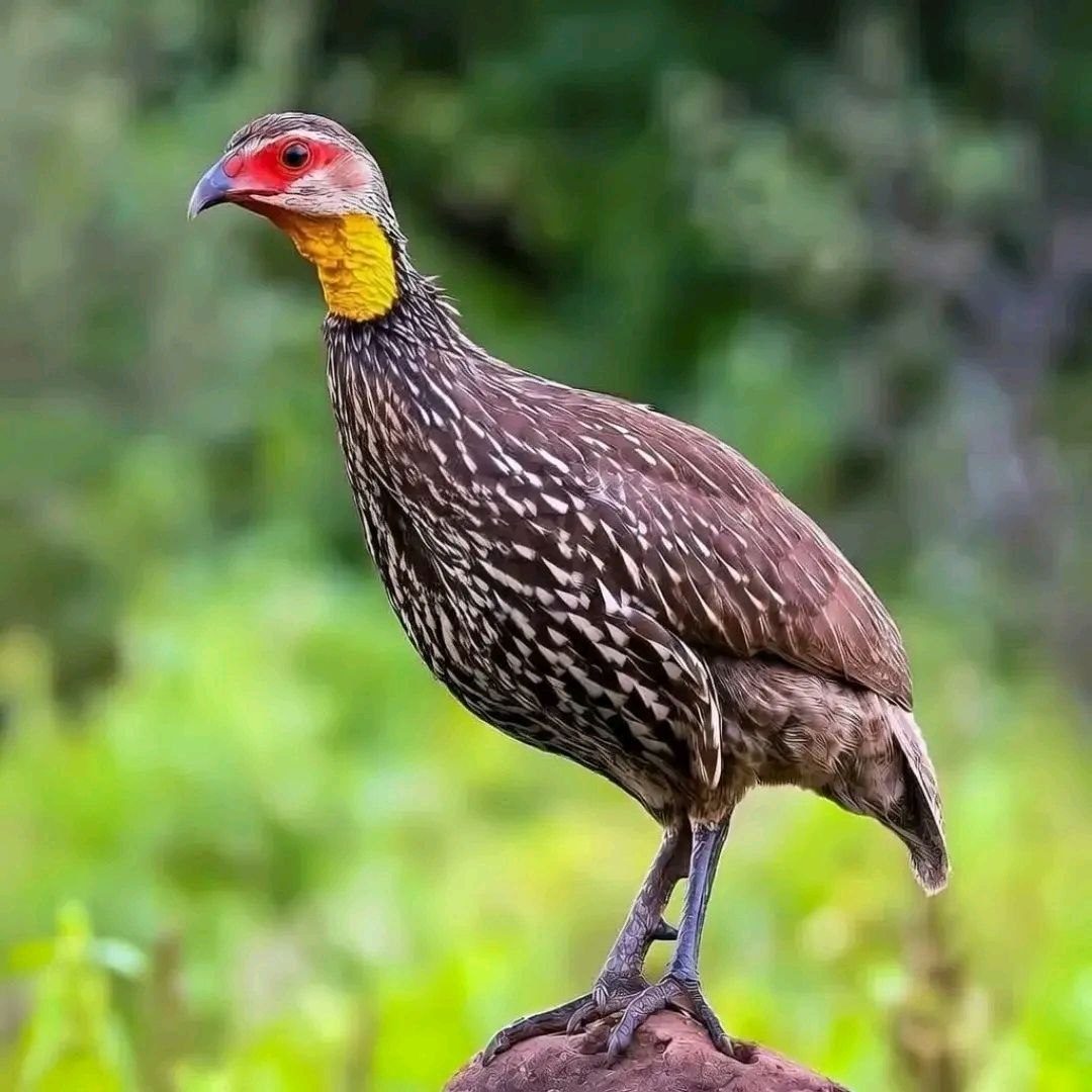Birding tour Ethiopia nature and endemic habitat